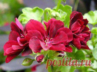 Чтобы герань всегда радовала цветением, нужна 1 капля йода... | Женский журнал