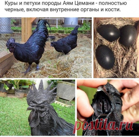 Трудо Выебудни on Twitter: &quot;Аям Цемани - индонезийская порода кур. Они черные не только снаружи, но и внутри. Стоимость одного экземпляра достигает 2500$ #BLM https://t.co/Y1MK4Hwepa&quot; / Twitter