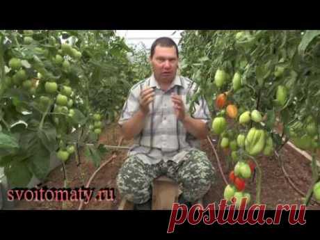 Болезни томатов. Чего не надо бояться