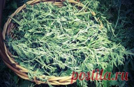 РАСТЕНИЕ, КОТОРОЕ УБИВАЕТ 98% РАКОВЫХ КЛЕТОК ЗА 16 ЧАСОВ!
И оно растет у нас!
Артемизинин, "Artemisia Annua" или, "по-нашему" - просто "полынь". Недавно было установлено, что она способствует уничтожению 98% клеток рака легких, причем всего за 16 часов!
Если Вы будете использовать только "полынь однолетнюю", то это позволит уменьшить развитие раковых клеток в лёгких на 28%, но если объедините с железом, то это растение полностью и эффективно удалит рак. 
Более того, эксперименты доказы