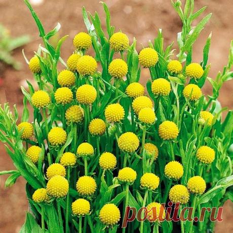 Садовая диковина - земляничная трава с чудесными свойствами 
Цефалофора
Если захотите удивить своих близких или друзей необычным напитком - угостите их чаем с добавлением земляничной травы. Они, без сомнения, поразятся чарующему аромату этого растения: он напо…