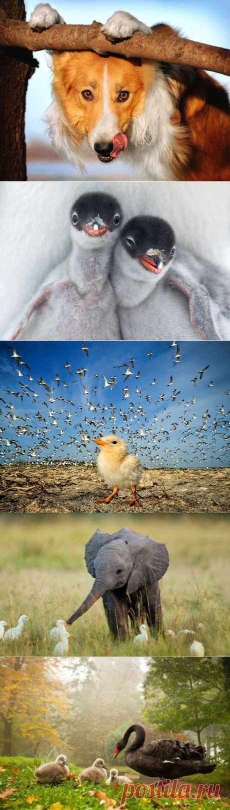 Фотографии животных, согревающие душу и вызывающие улыбку | Дай лапку