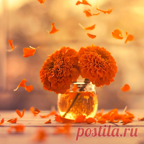 Marigold days / 500px