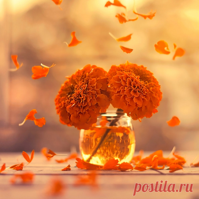 Marigold days / 500px