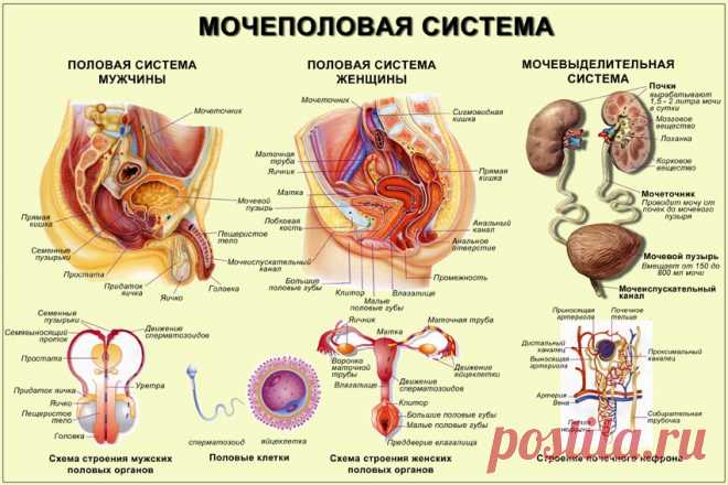 Органы человека: расположение в картинках. Анатомия частей тела
