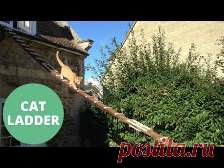 Когда домовладелец запретил делать дверцу для кошки, парень нашёл выход (4 фото + видео)