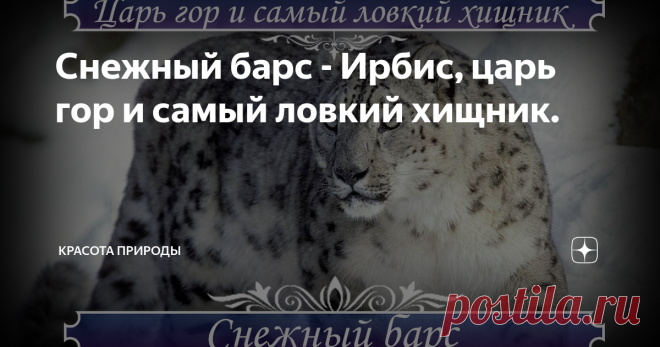 Снежный барс - Ирбис, царь гор и самый ловкий хищник.