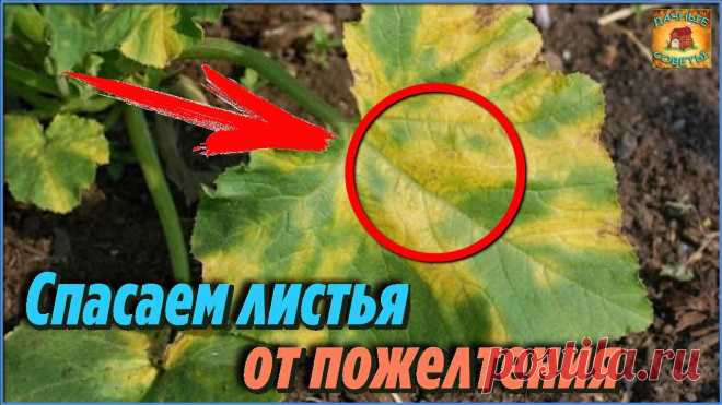 Поделюсь своим советом: Что делать, если желтеют листья огурцов Домашняя аптечка садовода и огородника