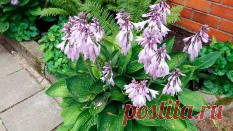 Цветение хосты – когда и как цветут хосты разных сортов