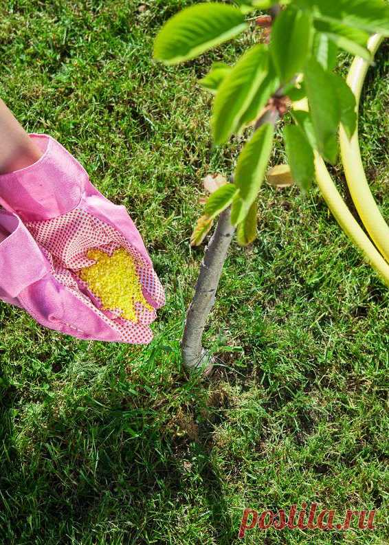 Уход за черешней – советы по подкормке, поливу, обрезке и защите от мороза 1