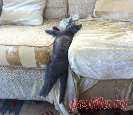 Владельцы пушистиков делятся самыми смешными фотографиями!