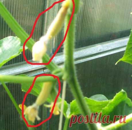 ПОЧЕМУ ЖЕЛТЕЮТ ЗАВЯЗИ ОГУРЦОВ.