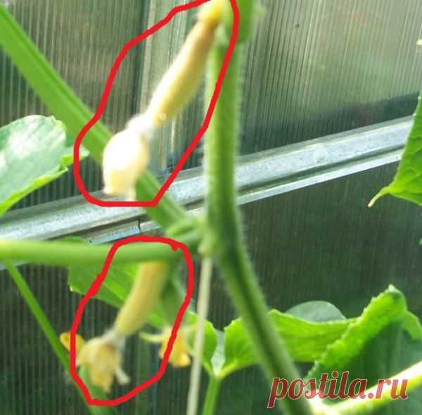 ПОЧЕМУ ЖЕЛТЕЮТ ЗАВЯЗИ ОГУРЦОВ.