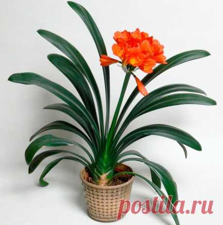 Кливия - уход в домашних условиях, пересадка и размножение