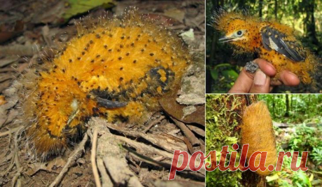 Серая аулия: птица, которая филигранно прикидывается то ли гусеницей, то ли... Трампом!