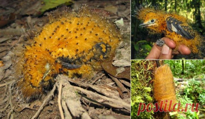 Серая аулия: птица, которая филигранно прикидывается то ли гусеницей, то ли... Трампом!