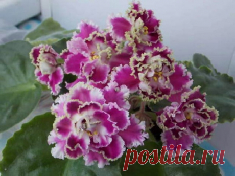 Самые красивые сорта фиалок