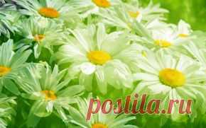 Цветы обои на рабочий стол - страница 15
