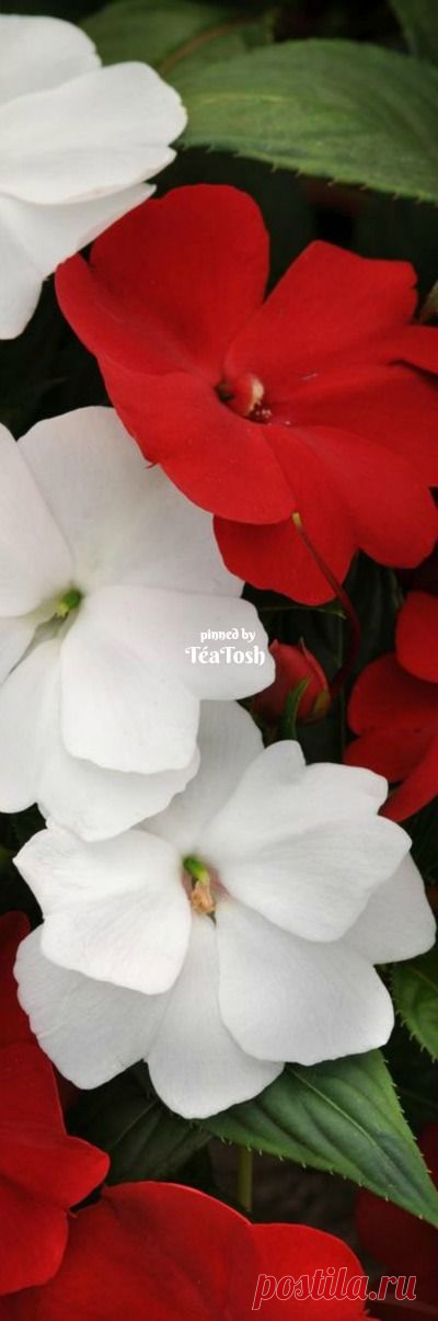 (249) Pinterest
