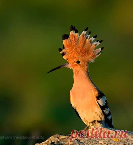 *В мире птиц* | Записи в рубрике *В мире птиц* | Я такая,как есть ...