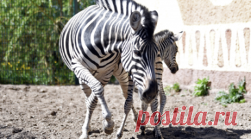 В зоопарке Казани впервые появилась на свет зебра. В зоопарке «Река Замбези» в Казани 19 мая впервые родился детёныш зебры. Читать далее