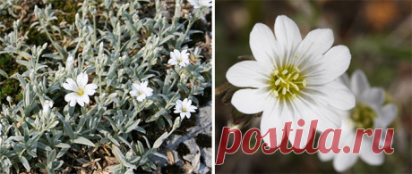 Ясколка – посадка и уход в открытом грунте | WikiBotanika.ru