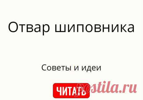 Отвар шиповника