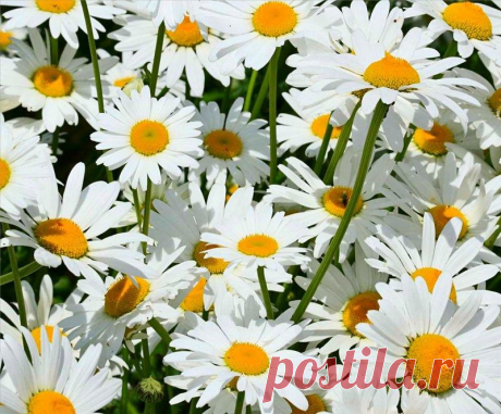 Мой Мир@Mail.Ru