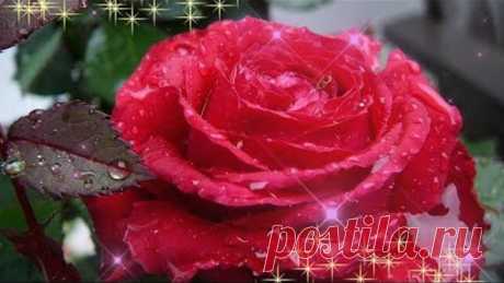 КРАСИВОЙ ЖЕНЩИНЕ - КРАСИВЫЕ ЦВЕТЫ! "Взгляд колдовской!" поет Игорь Огрурцов