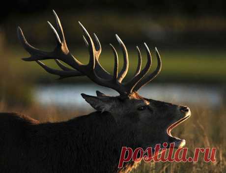 Осенний клич – олений гон