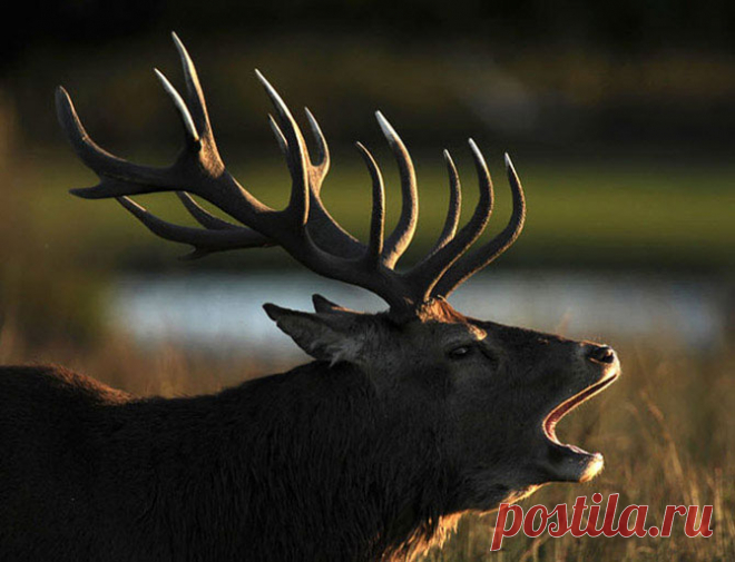 Осенний клич – олений гон