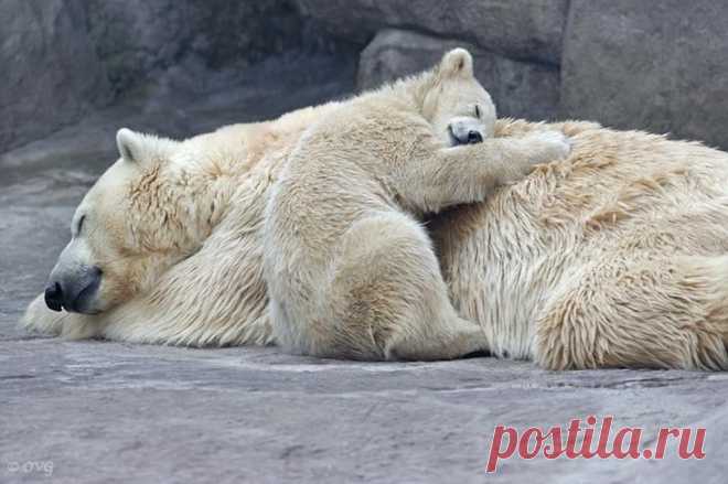 37 фотографий счастливых животных, которые заставят вас улыбнуться