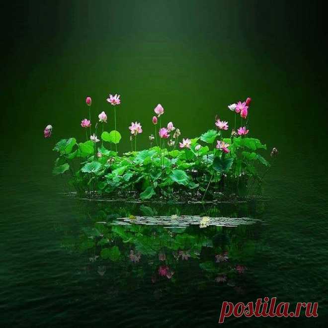 Lotus island.....by 葉淑惠  / Facebook