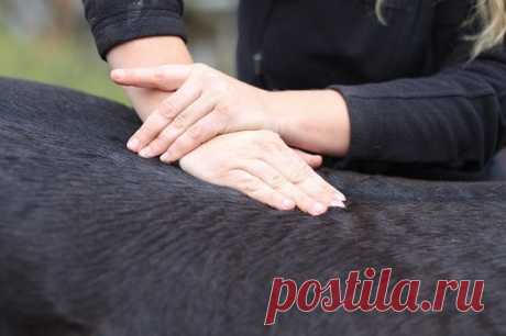 Сеанс у костоправа. Лечение спины лошади методом мануальной терапии