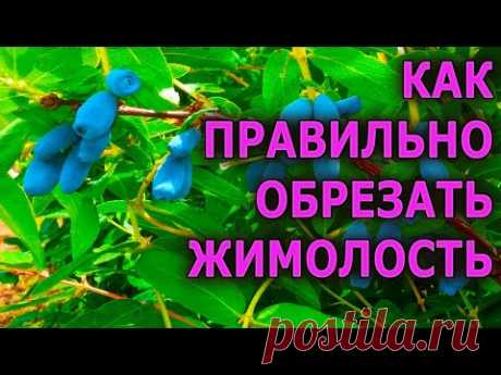 Обрежьте правильно ЖИМОЛОСТЬ и будет много ягоды! Как обрезать жимолость. Чем подкормить жимолость.