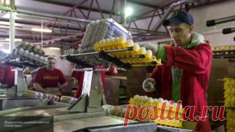 Куриные яйца снизят риск инсульта на 12%: Press-Portal