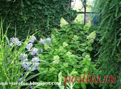 Мир цветов: Дачный участок в тени тоже может цвести. Нужно только знать, что посадить