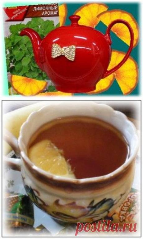 Мелисса - пряная трава | Чай, кофе и ТОРТОМАНИЯ