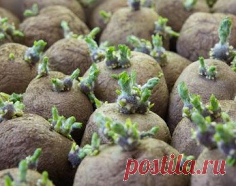 Когда сажать по Лунному посевному календарю 2015 года