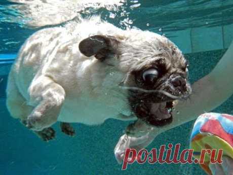 Funny Pug swimming in the pool. Мопс купается в бассейне.