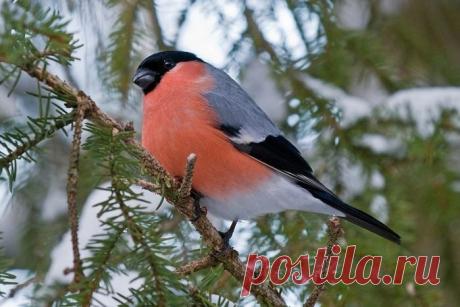 Снегирь.