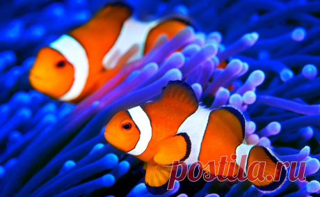 Aquarium Live стола Новая вкладка - Tabify.io