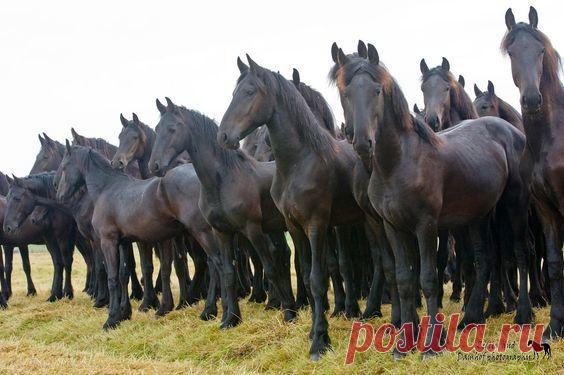 Очарование лошади