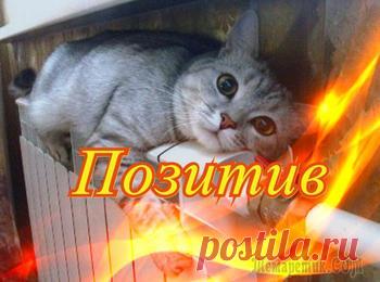 Люди делятся смешными и милыми фотографиями своих домашних животных