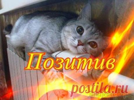 Люди делятся смешными и милыми фотографиями своих домашних животных