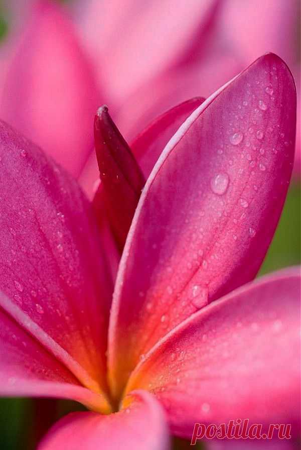 Pink with a hint of orange | Flower Garden