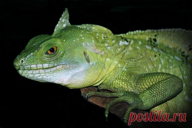 Шлемоносный Василиск.