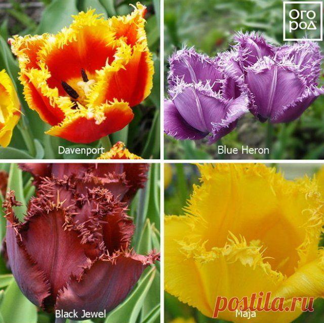 7 класс – бахромчатые тюльпаны
Очень красивый класс тюльпанов – края лепестков украшает острая "бахрома". На бутонах любого цвета (от белого до темно-фиолетового) она создает иллюзию инея.

В высоту бахромчатые тюльпаны достигают 60-80 см. Размеры цветков могут различаться в зависимости от того, какие классы тюльпанов использовались при выведении того или иного сорта. А это, в свою очередь, влияет на сроки цветения и назначение растений.