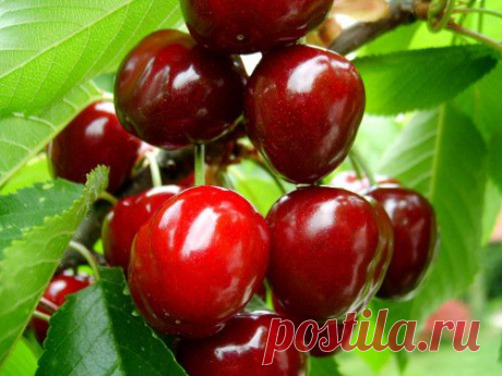 Описание сортов черешни