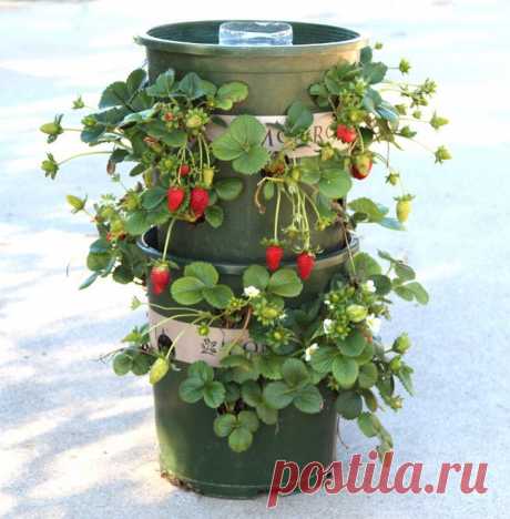 Вертикальные грядки для клубники своими руками